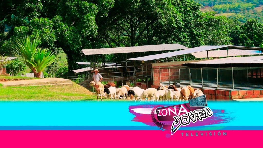 Genética Ovina en Lujadi, criadero ovino más importante de Colombia