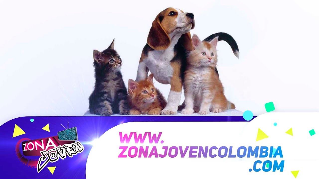  La Fundación Dignidad y Defensa Animal estuvo en la IE. Limbania Velasco