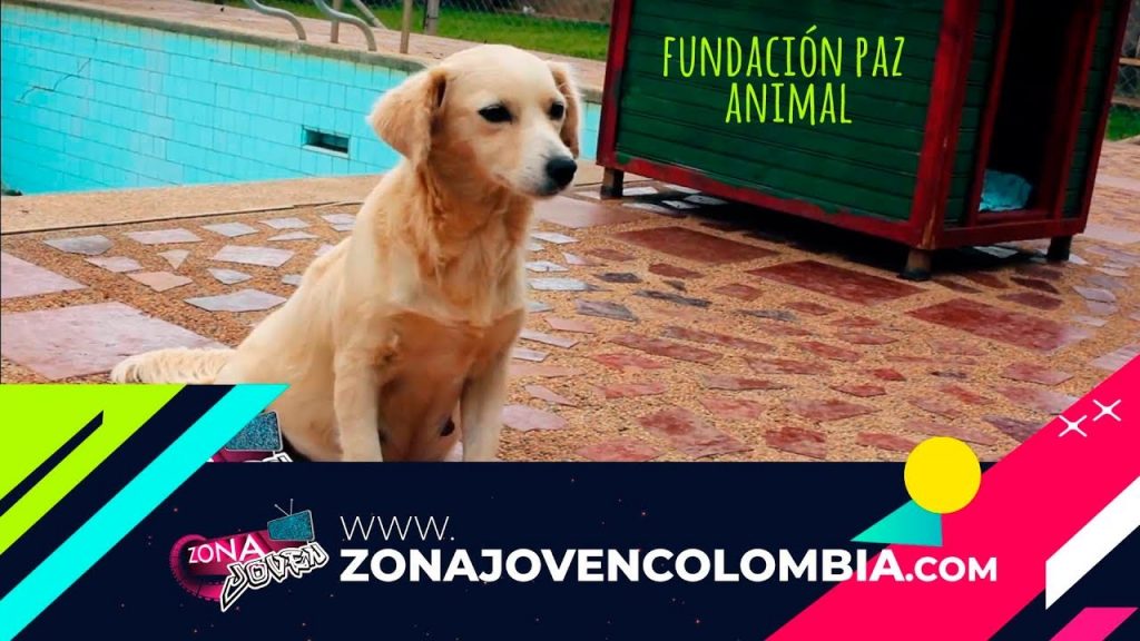 Fundación Paz Animal Cali Valle del Cauca