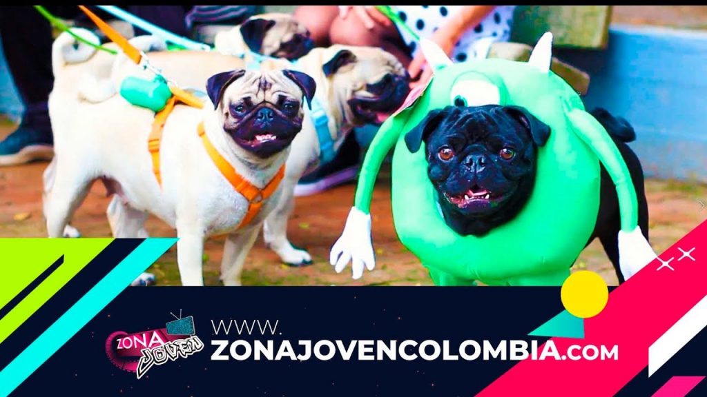 Mascotas en Halloween – Santander de Quilichao