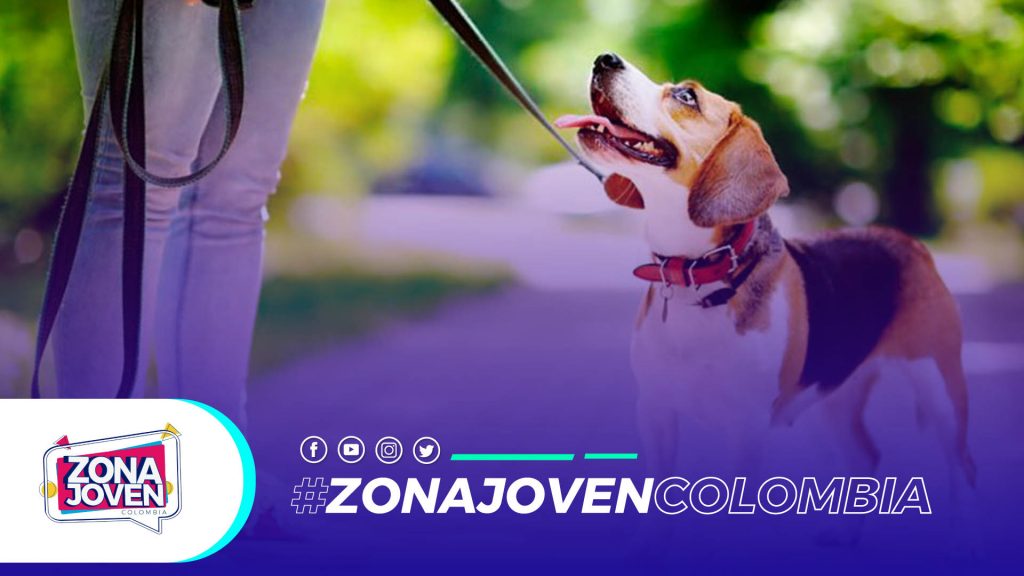 Consejos para  adoptar un perrito 🐶