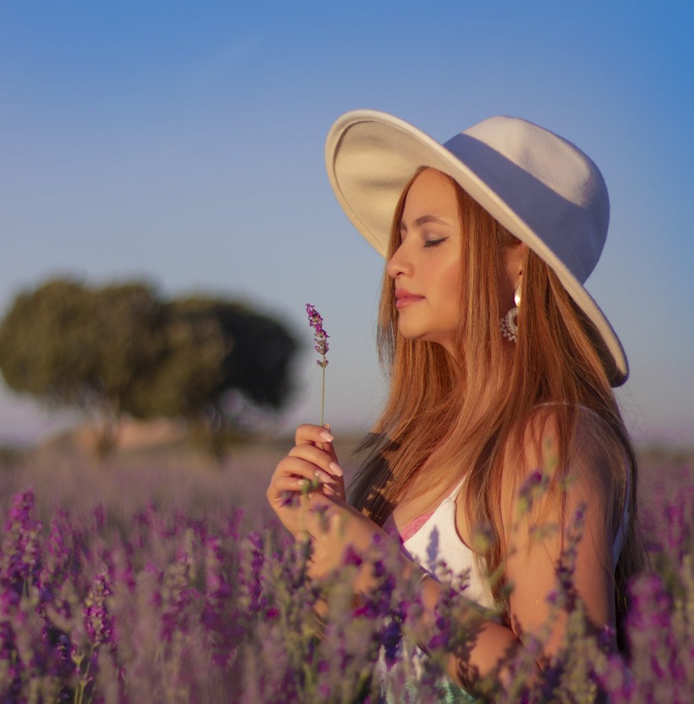 Campos de lavanda en Brihuega, España.