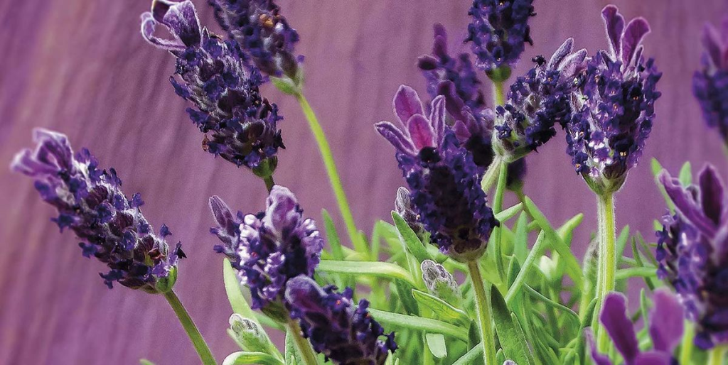 flor de la lavanda