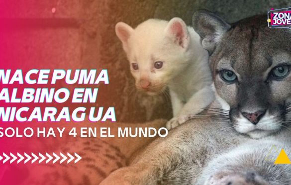  Nace Puma Albino en Nicaragua, solo hay 4 en el mundo