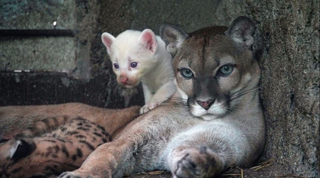 Nace Puma Albino en Nicaragua, solo hay 4 en el mundo Nace Puma Albino en Nicaragua, solo hay 4 en el mundo