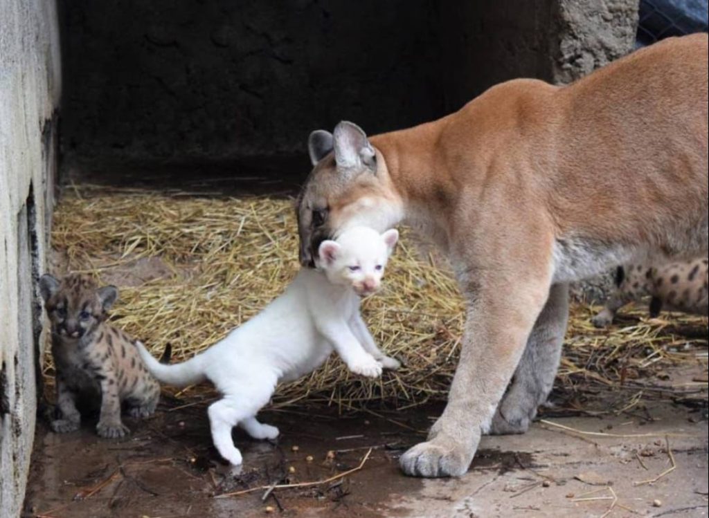 Nace Puma Albino en Nicaragua, solo hay 4 en el mundo Nace Puma Albino en Nicaragua, solo hay 4 en el mundo